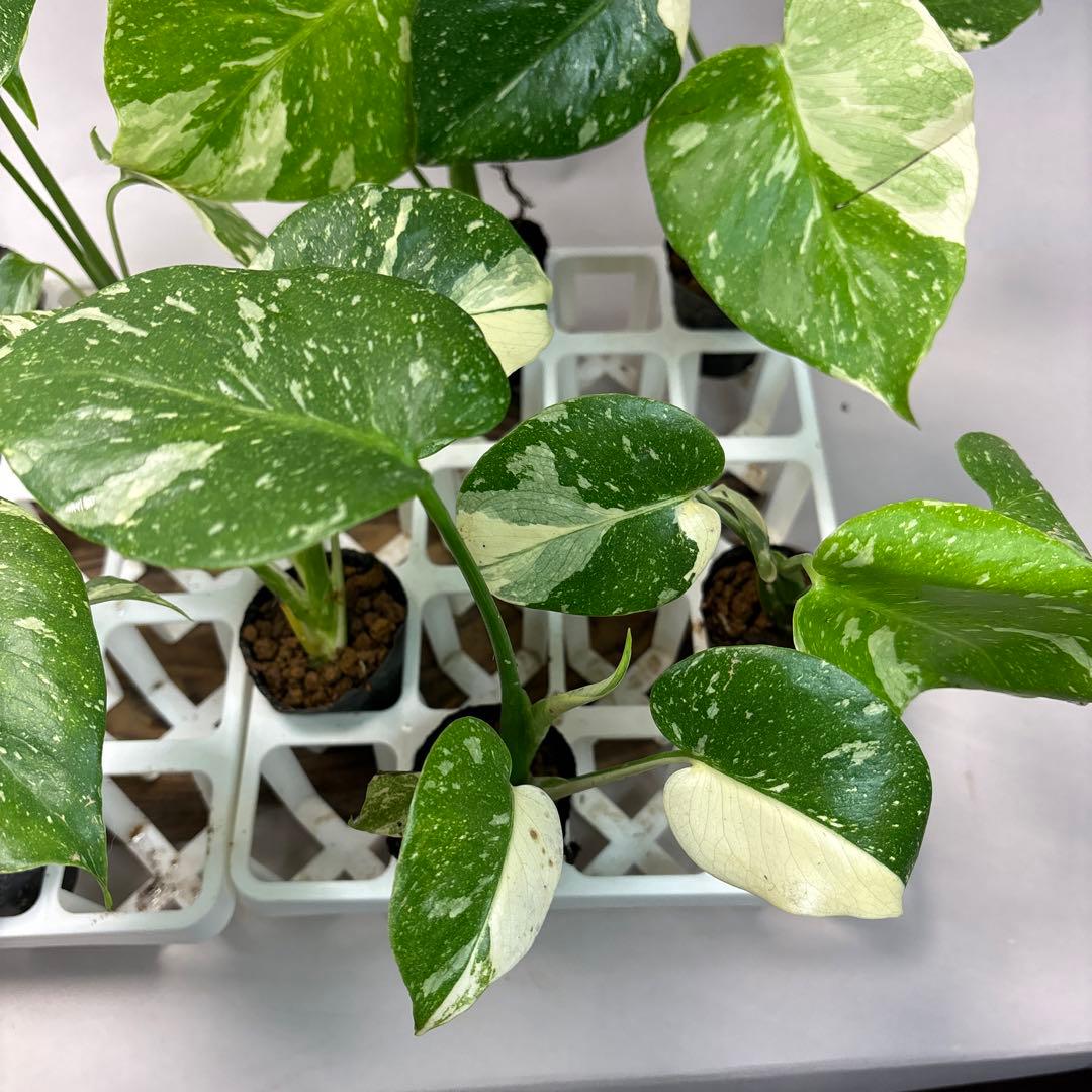 キ*タ様 10株セットms69【特別選抜】モンステラ・タイコンステレーション 斑