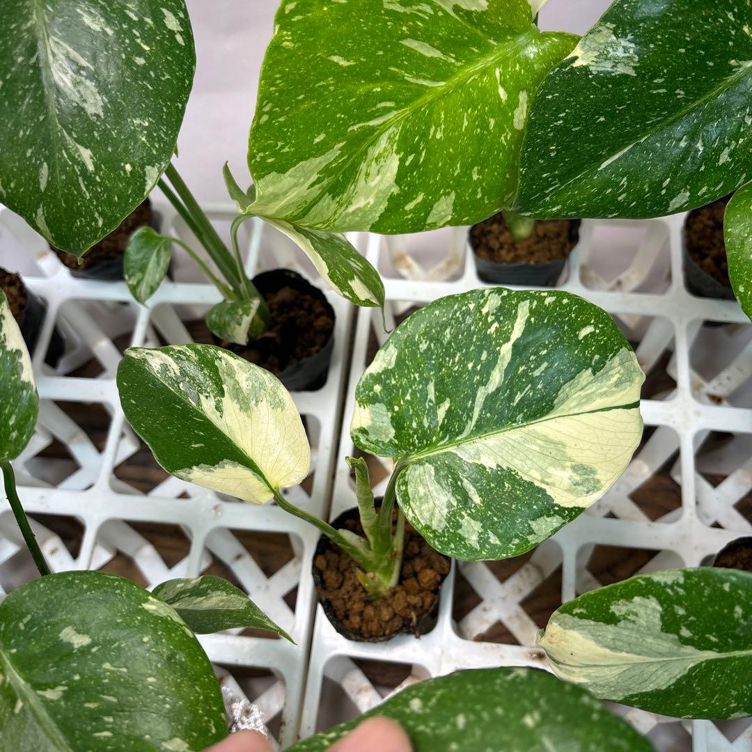 キ*タ様 10株セットms69【特別選抜】モンステラ・タイコンステレーション 斑