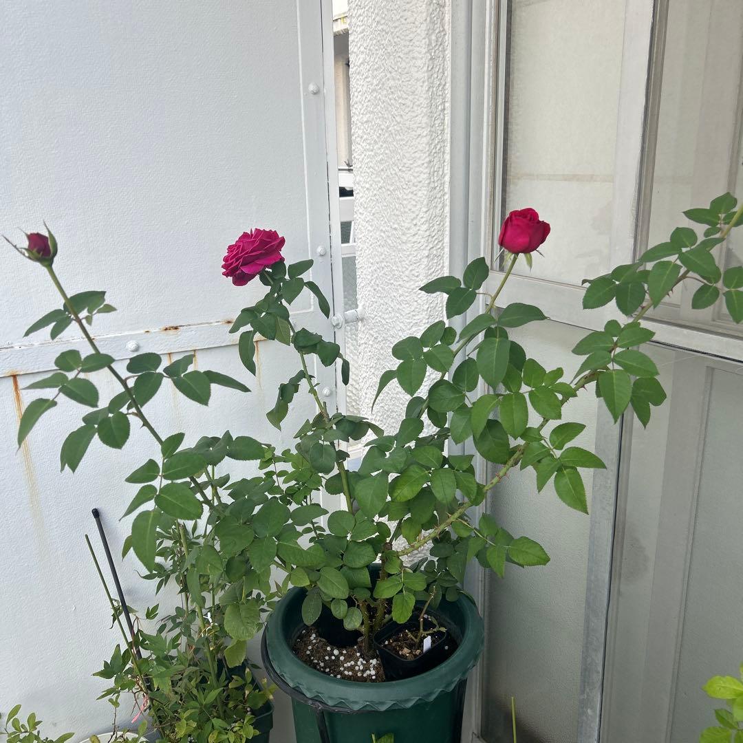 イングリッシュローズ接木大苗　イエローアンブリッジセット