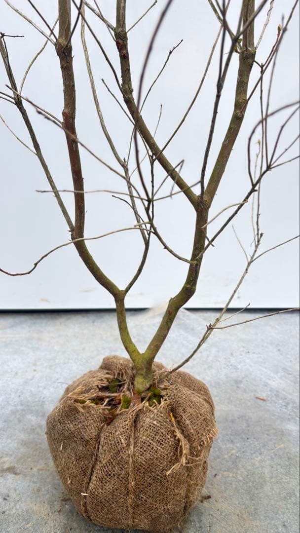 吉野ツツジ ヨシノツツジ 723 樹高1.3m位 吉野躑躅 ツツジ 半常緑低木