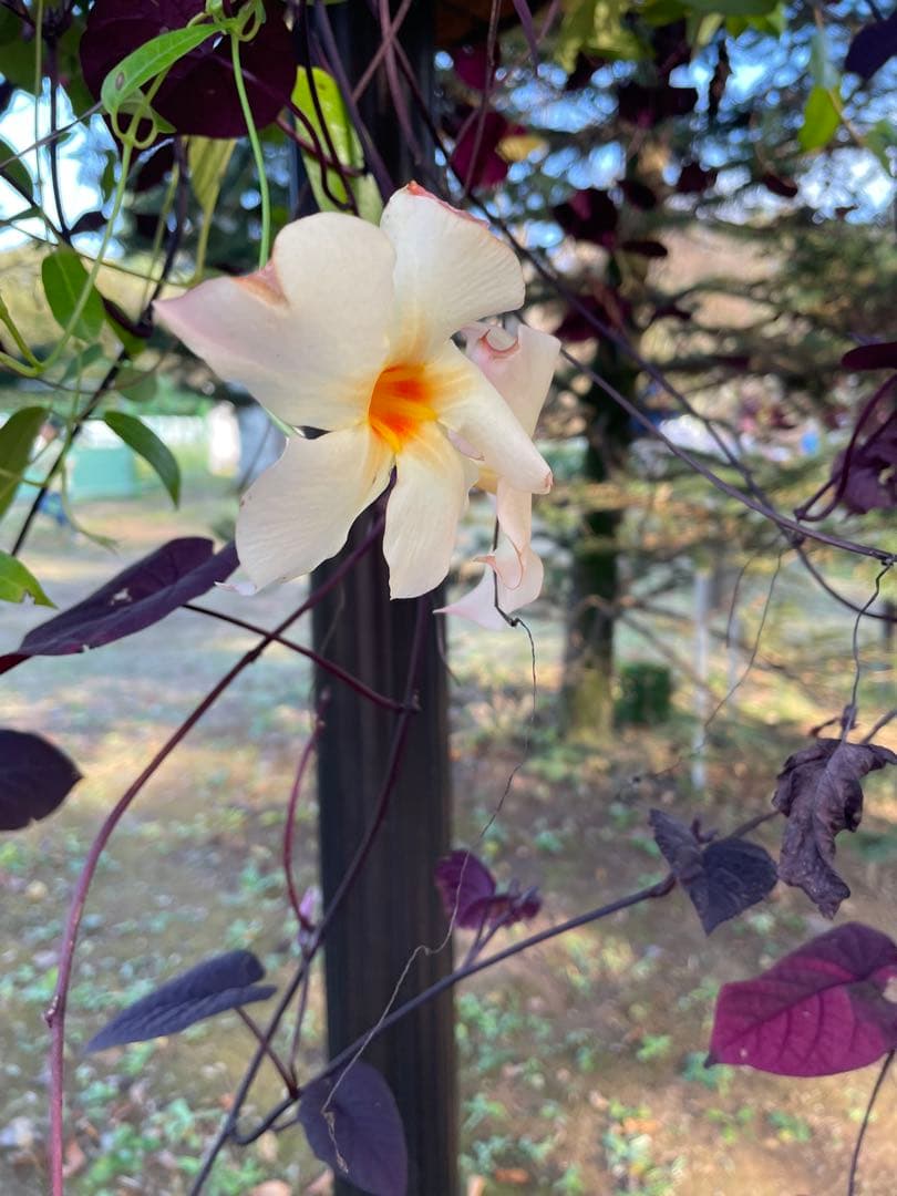 アディダス スタンスミス ゴルフ