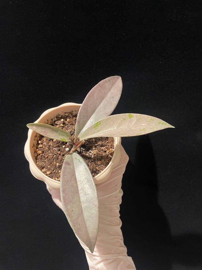 セール　全斑入り　珍種ホヤ　プビカリクス ピンクシルバーゴースト　サクララン