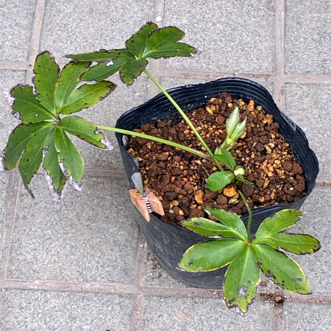 プ*ン様 3405☘️蕾付き☘️⭐️超小輪⭐️コロコロ手毬咲き⭐️ピコティー⭐️