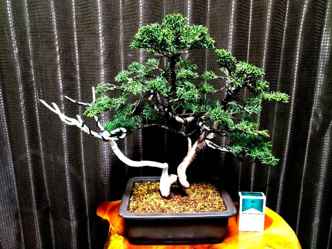 【中品　紀州真柏盆栽】　　　　⭕新春限定ご奉仕品❗