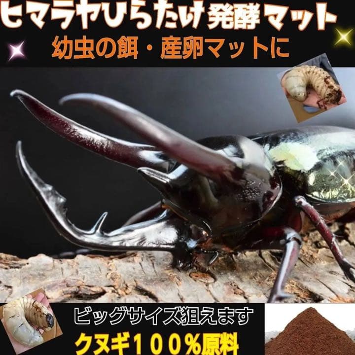 カブトムシ幼虫が大きく育ちます！ヒマラヤひらたけ発酵マット【6袋】栄養添加剤入り
