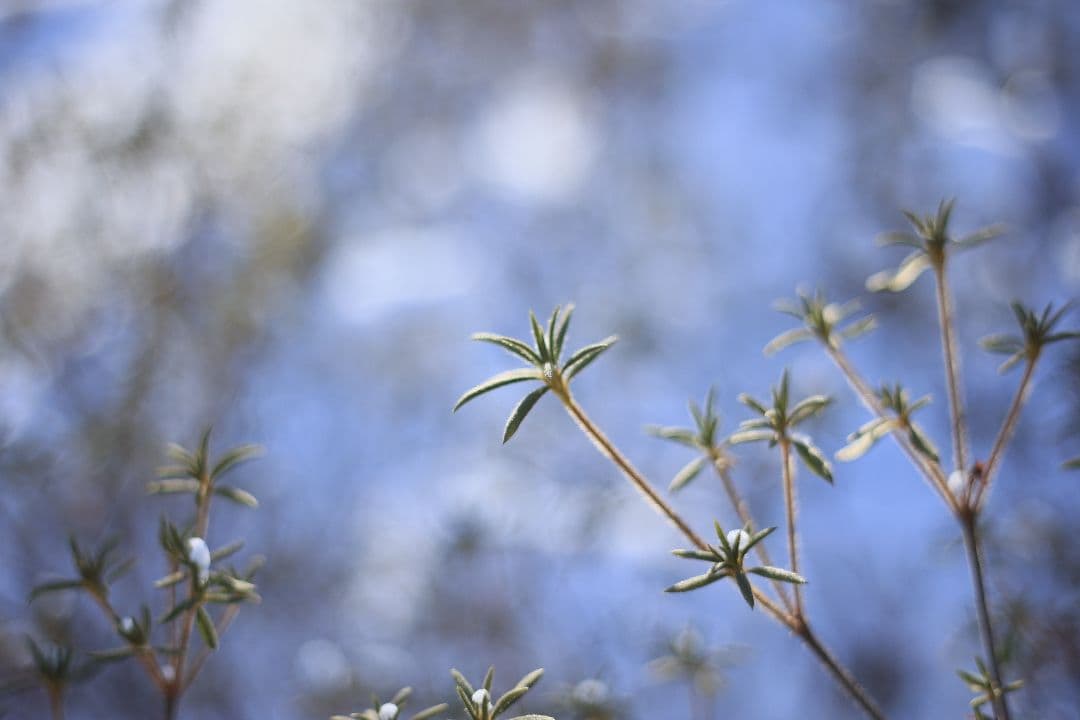 Super-Takumar 55mm F1.8 初期型 S/N：628134