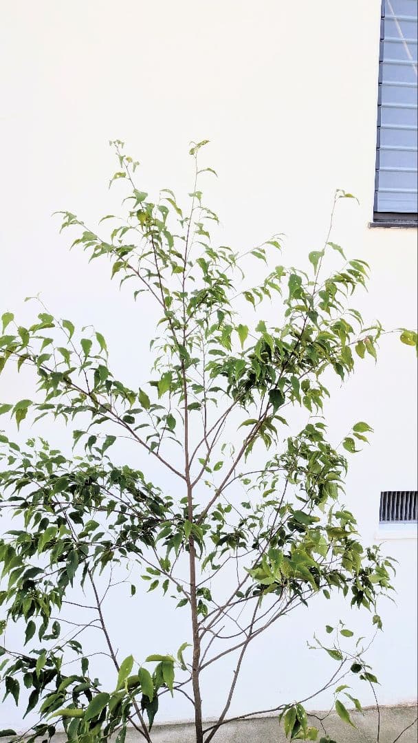 美形単幹。山採りハイノキ。