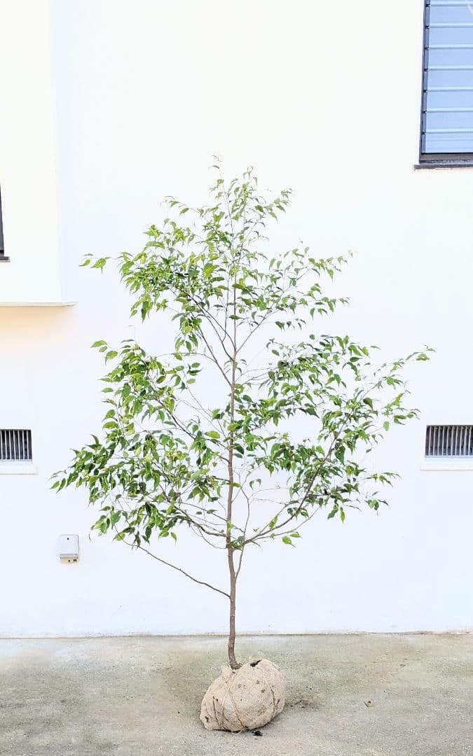 美形単幹。山採りハイノキ。