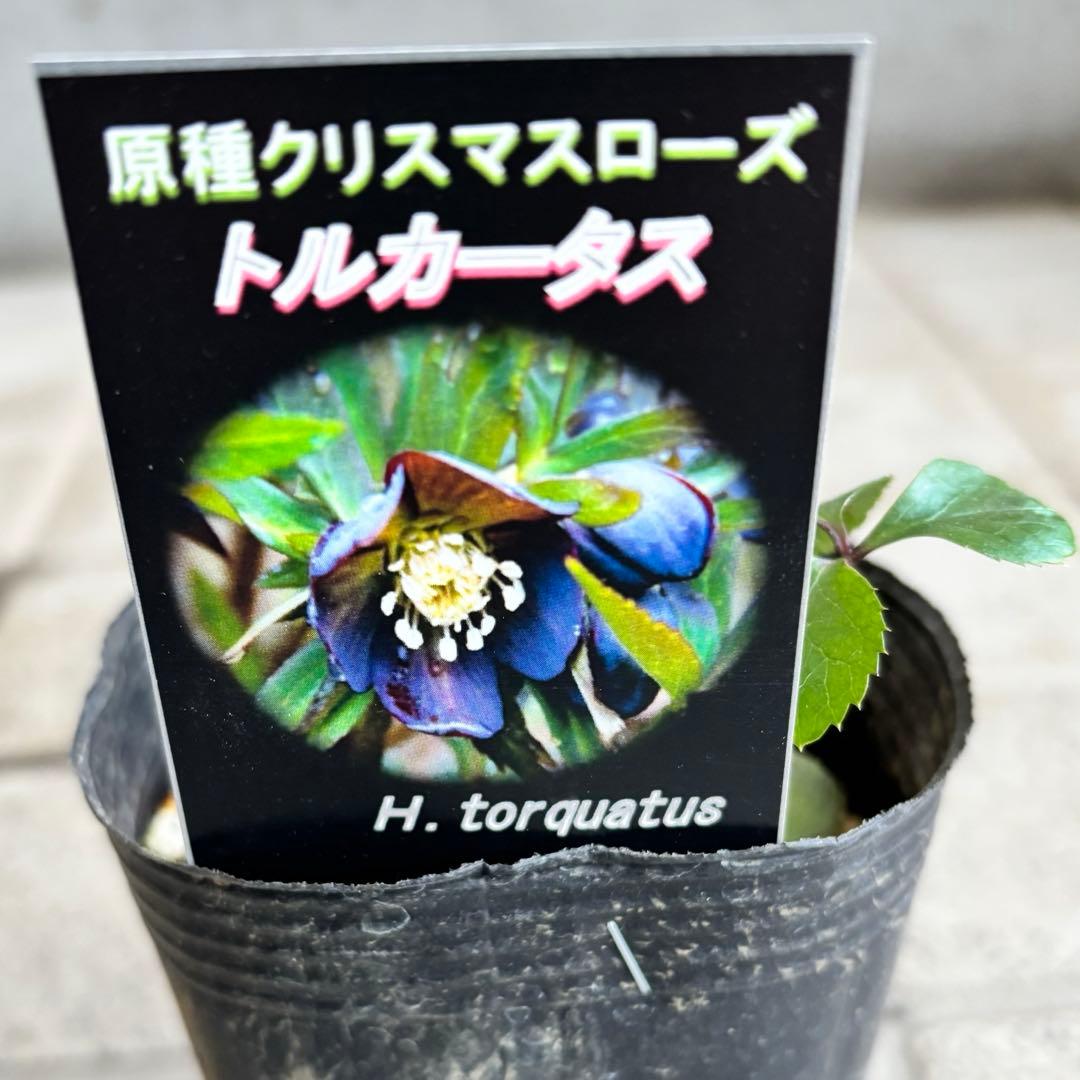 原種　クリスマスローズ 苗　クリロー　希少　クリスマスローズ　花苗