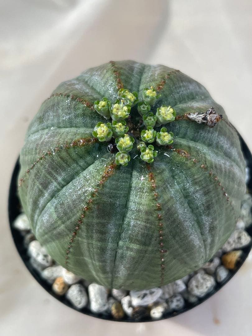 ズ*イ様 ユーフォルビア5点セット 育てやすい大きさ、種類