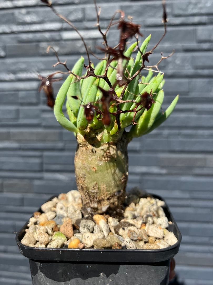 チレコドン　レティキュラータス　万物想　実生苗　開花株