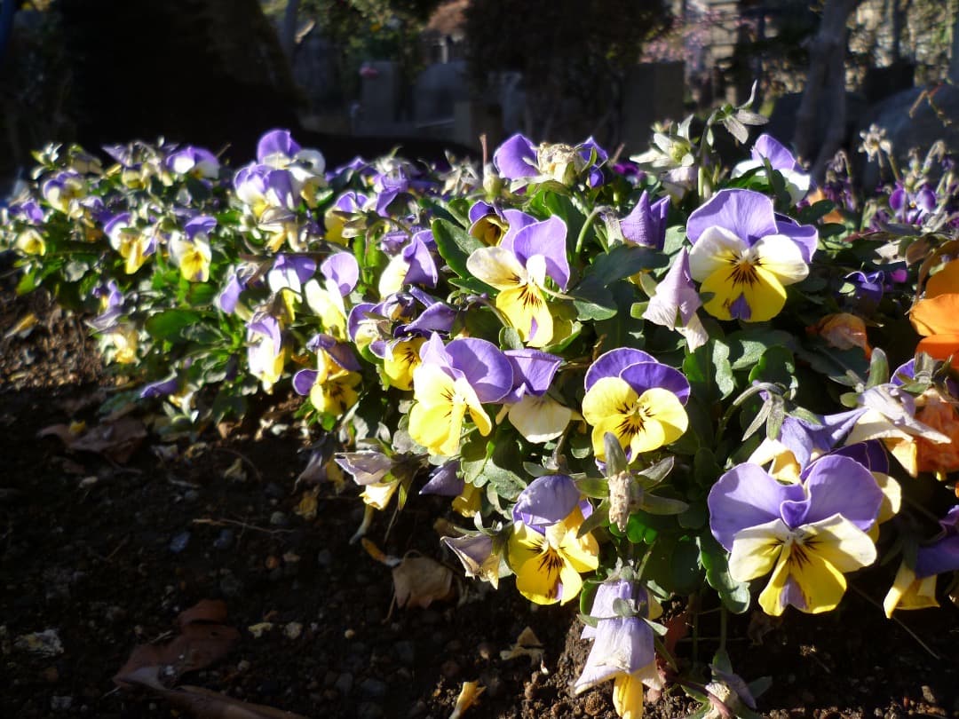 実写良⭕️美品【動作確認済】LUMIX DMC-FH1