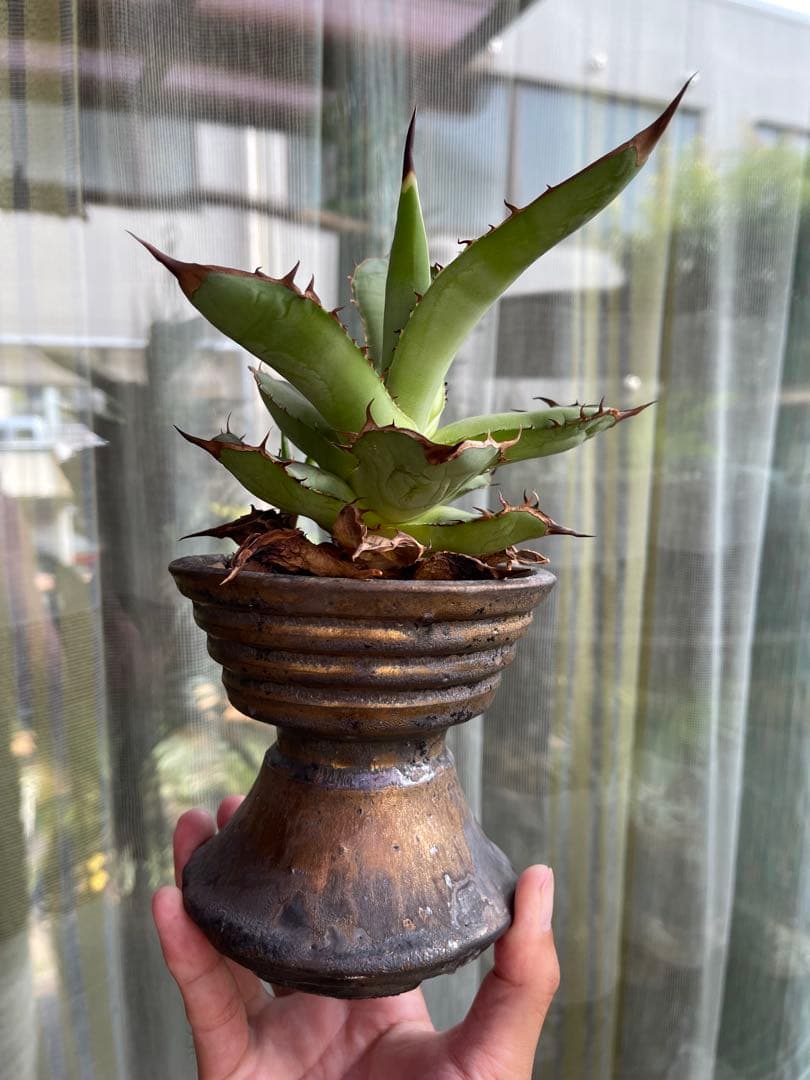 陶器鉢　作家鉢　アガベ　超徒長株付き　ネームド株