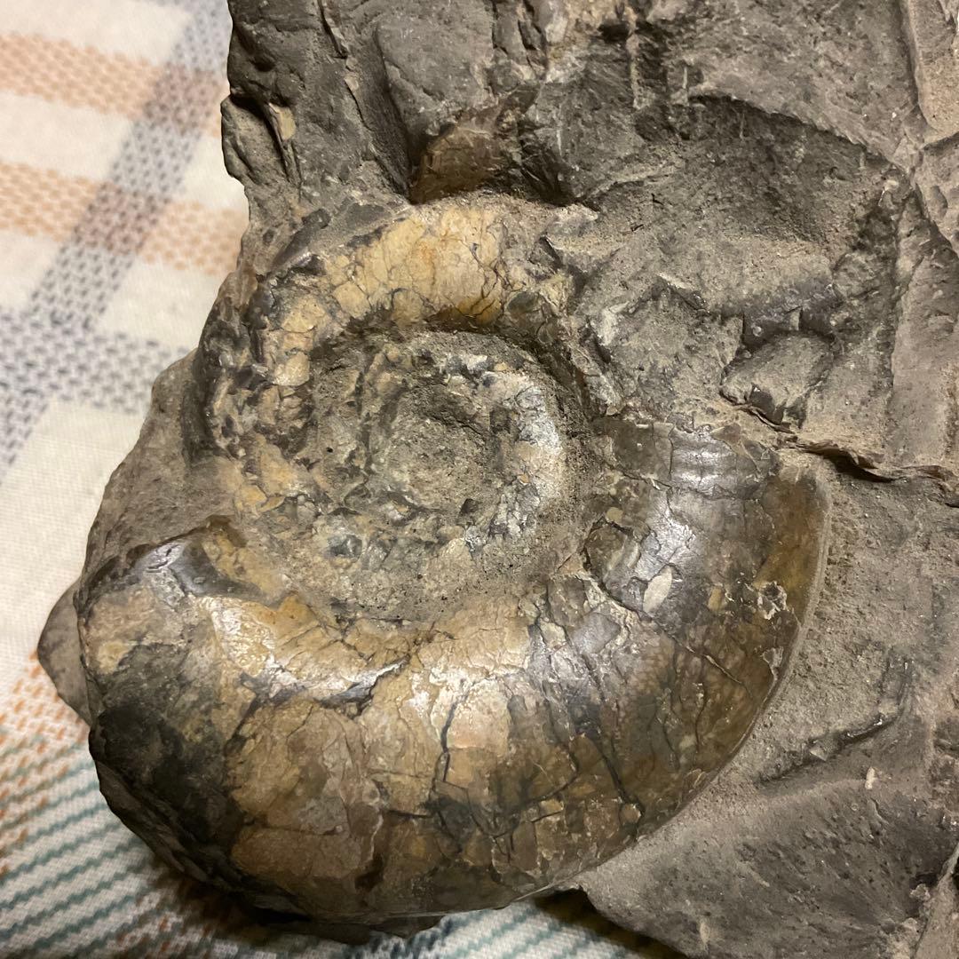 アンモナイトの化石　昭和５３年頃入手。【歴史の研究用に！】