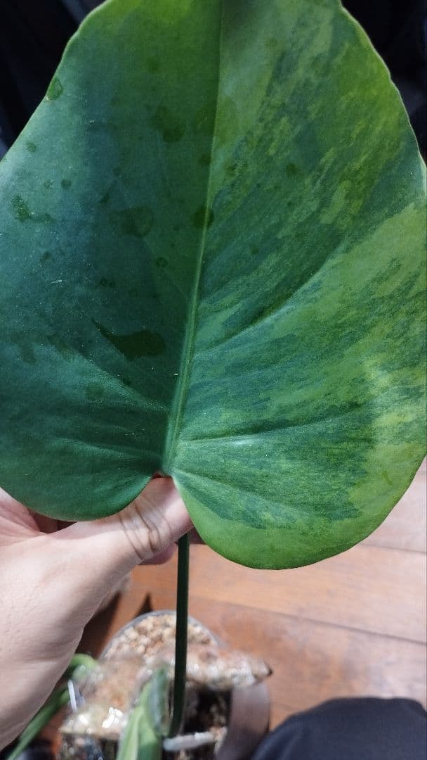 モンステラ　グリーンオングリーン　グリーンゴースト　1点のみ