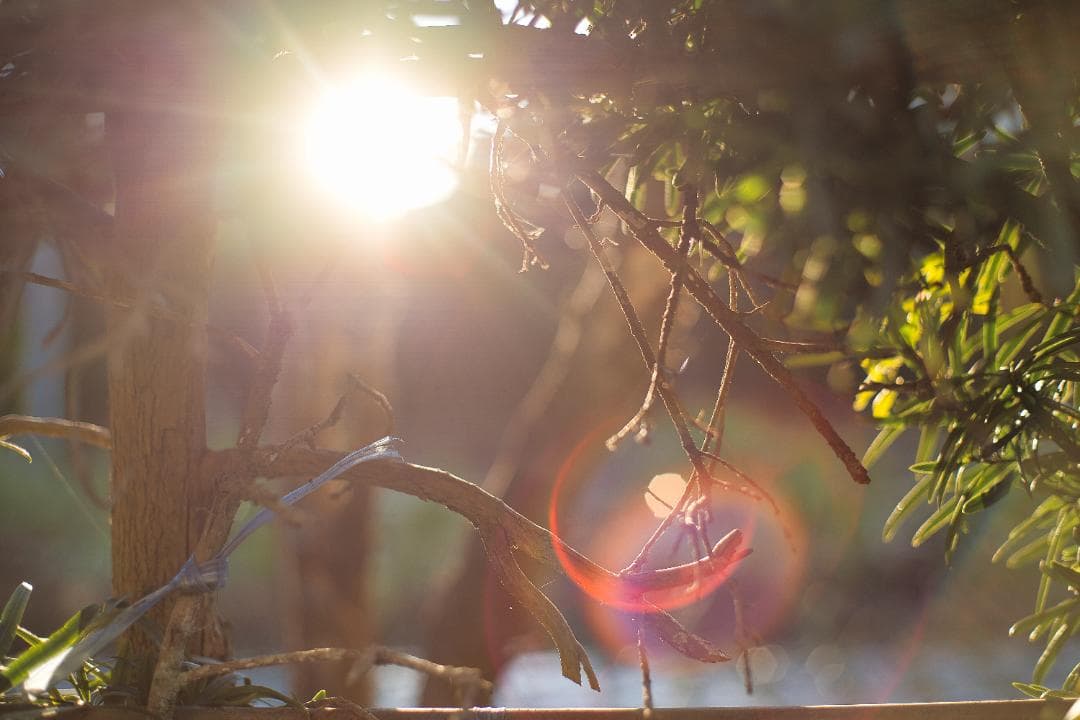 【希少】583万台 Planar 50mm F1.4 AEJ