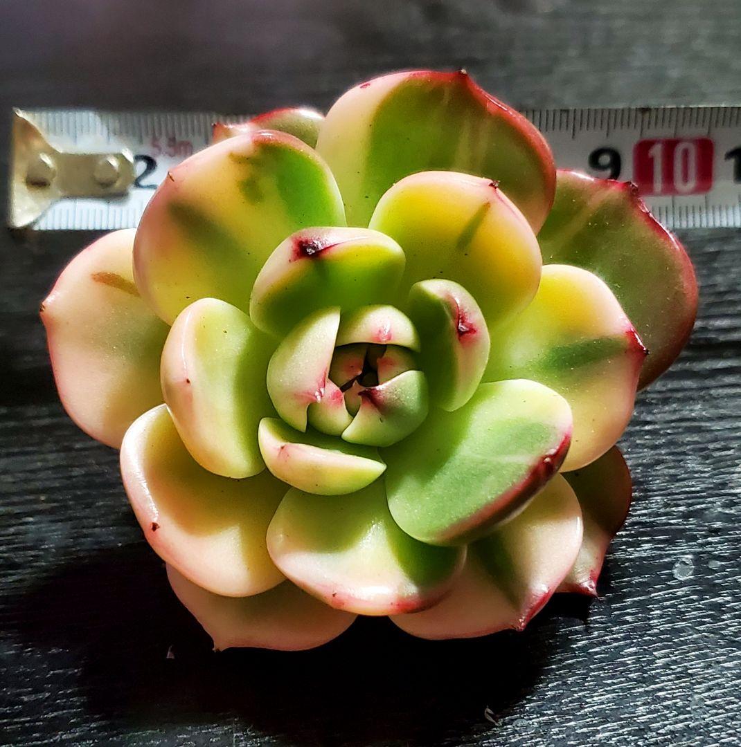 多肉・フラメンコ錦・極上派手色斑・ちびっこ2個付き