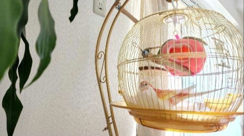 鳥かご ケージ スタンド セット インコ
