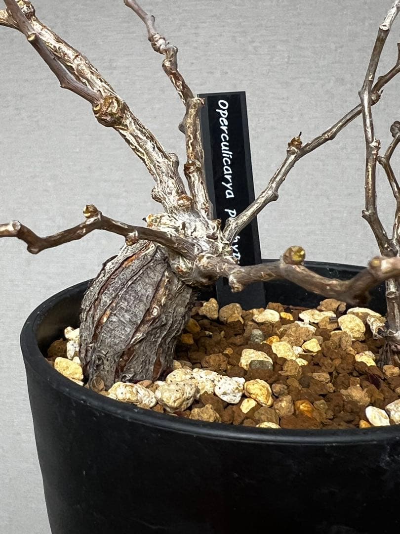 オペルクリカリア パキプス 根挿し 2株セット売り