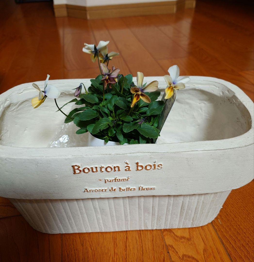 寄せ植え花　すみれ図鑑　HARUページ