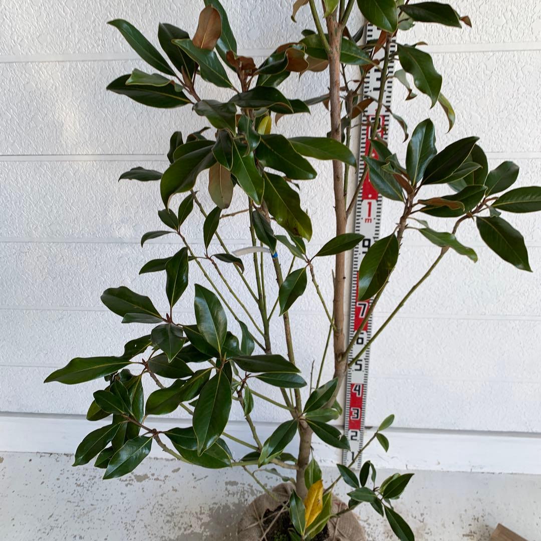 大株　タイサンボク　ケイパレス　約200cm 大山木　リトルジェム　04