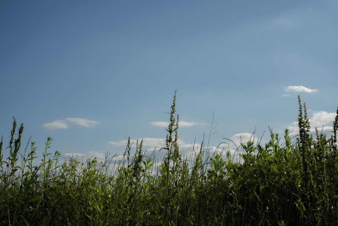 鷹の目！CONTAX Tessar 45mm F2.8 MMJ パンケーキレンズ