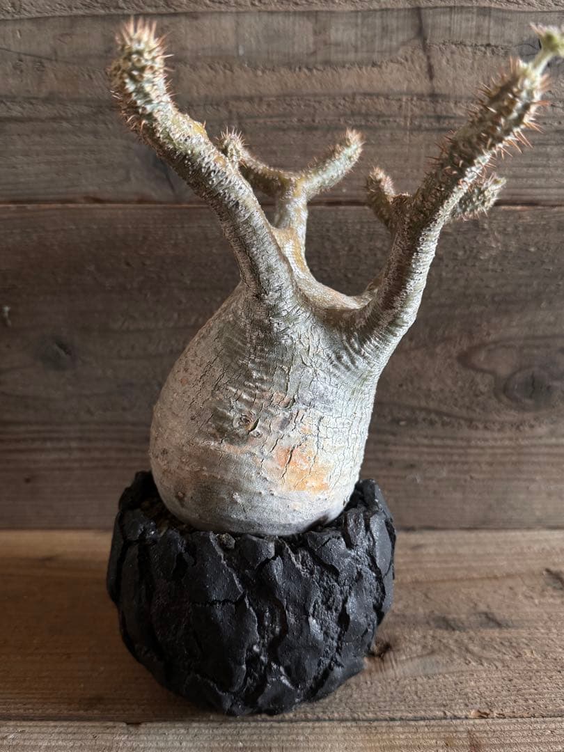 【美形株】 パキポディウム グラキリス 現地球 塊根植物 パキプス