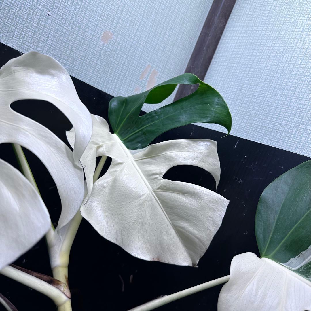 ☆*☆様 モンステラ斑入りハーフムーンホワイトタイガー極美斑入り73cm