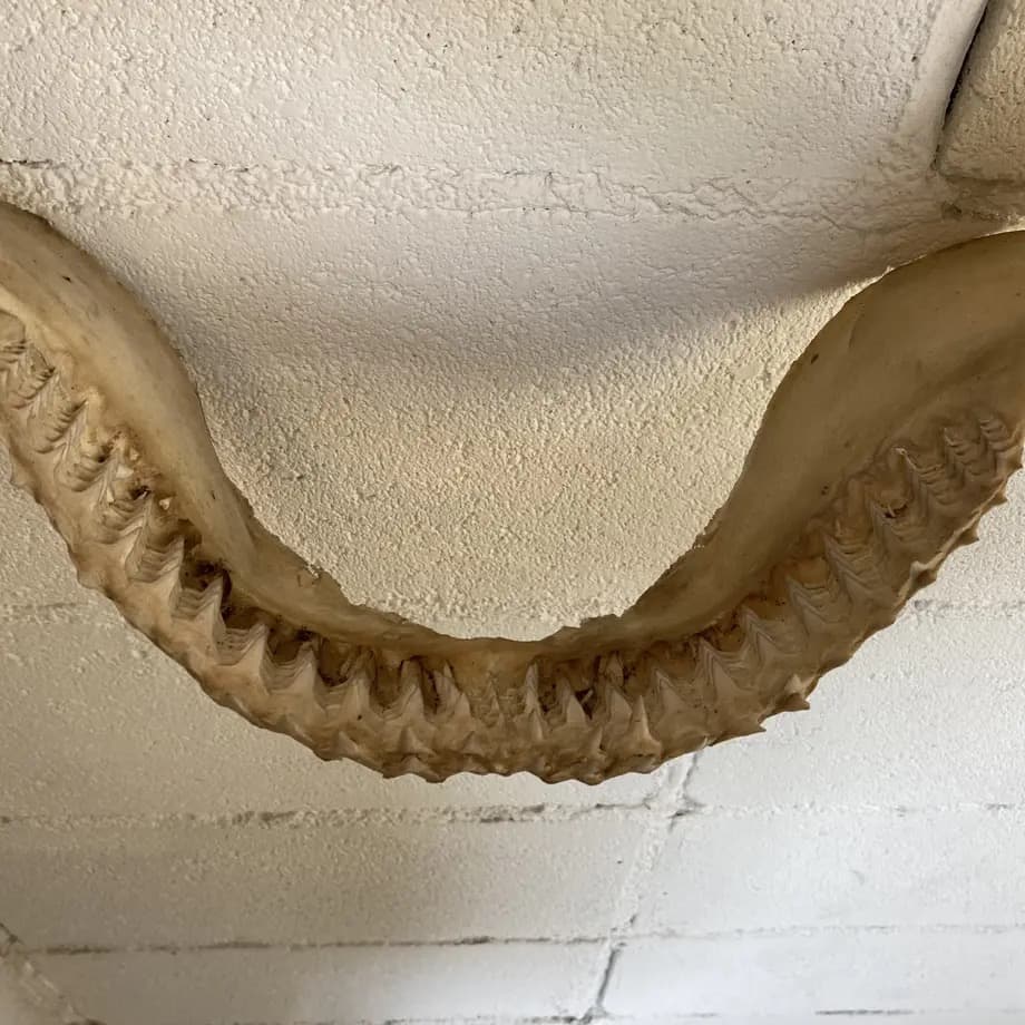 と*ろ様 サメ　歯　オブジェ　標本