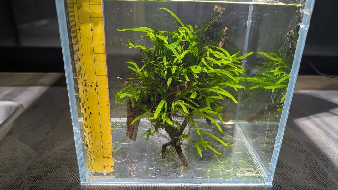 ミクロソリウムトライデントリーフ60葉以上が自然活着した2本組のブランチ流木