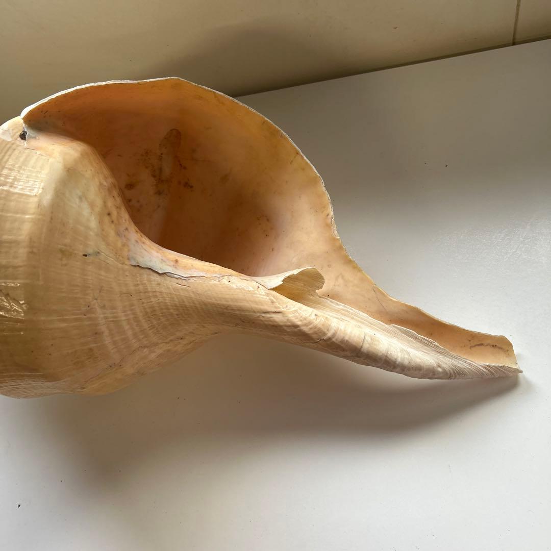 レア貝　最大　法螺貝　アラフラオオニシ貝　貝殻長約５４センチ殻径約７１センチ