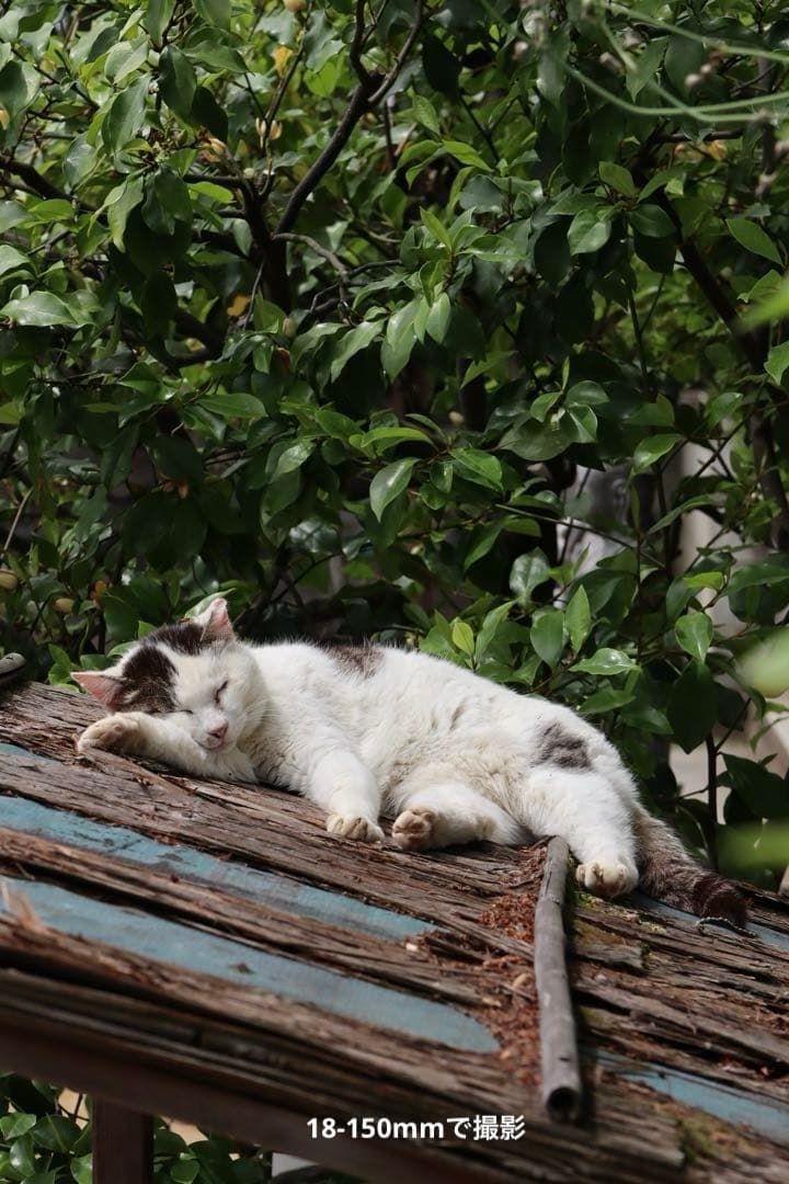 Canon EOS M2 デジタル一眼レフ レンズ3本 used