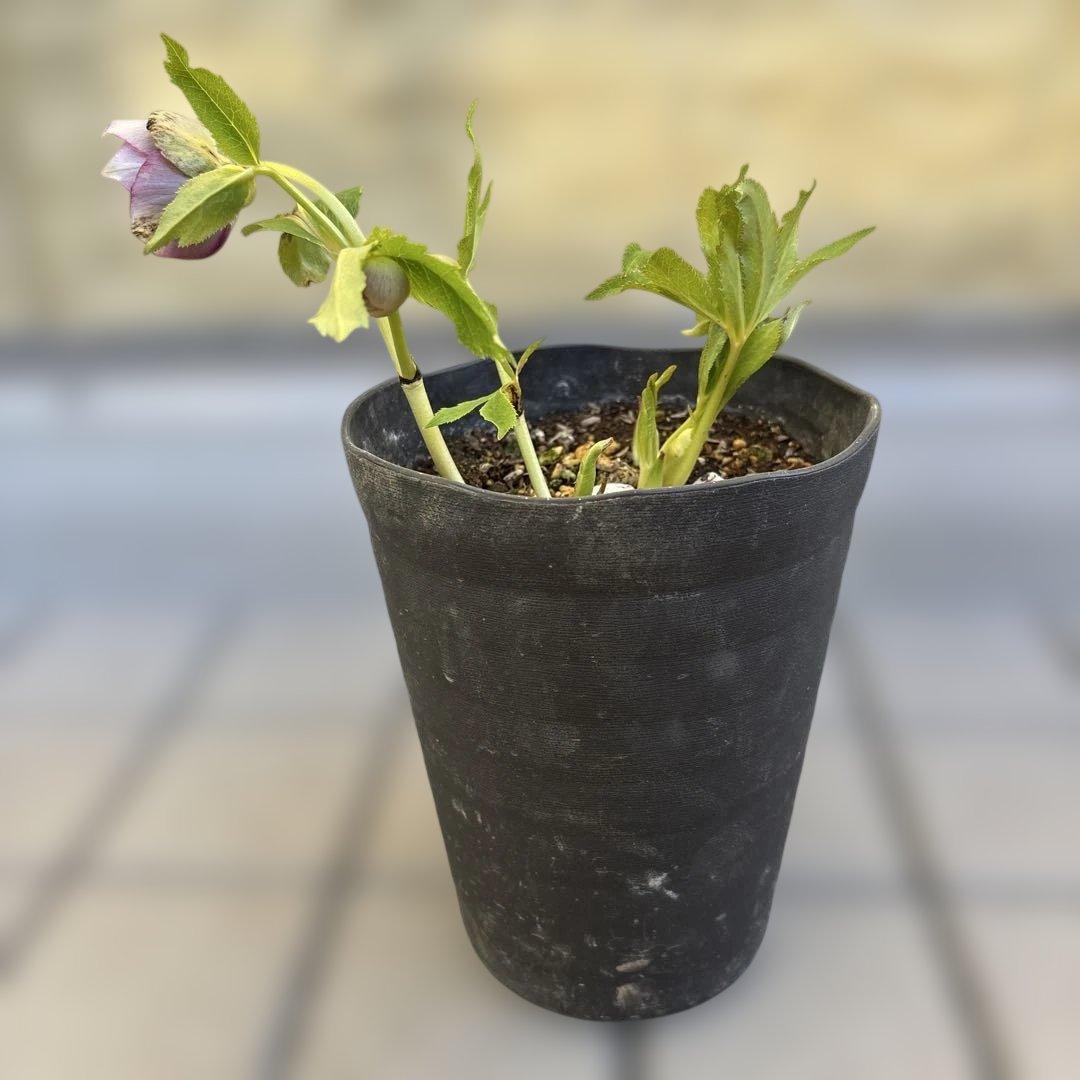 広瀬園芸　ピンクボカシオーレアバイカラー　クリスマスローズ　開花株　匿名発送