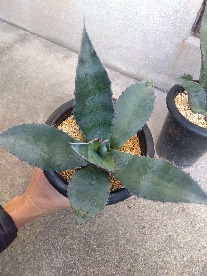 アガベ　アトロビレンス　ミラビリス　カキコ　3株セット❗　き