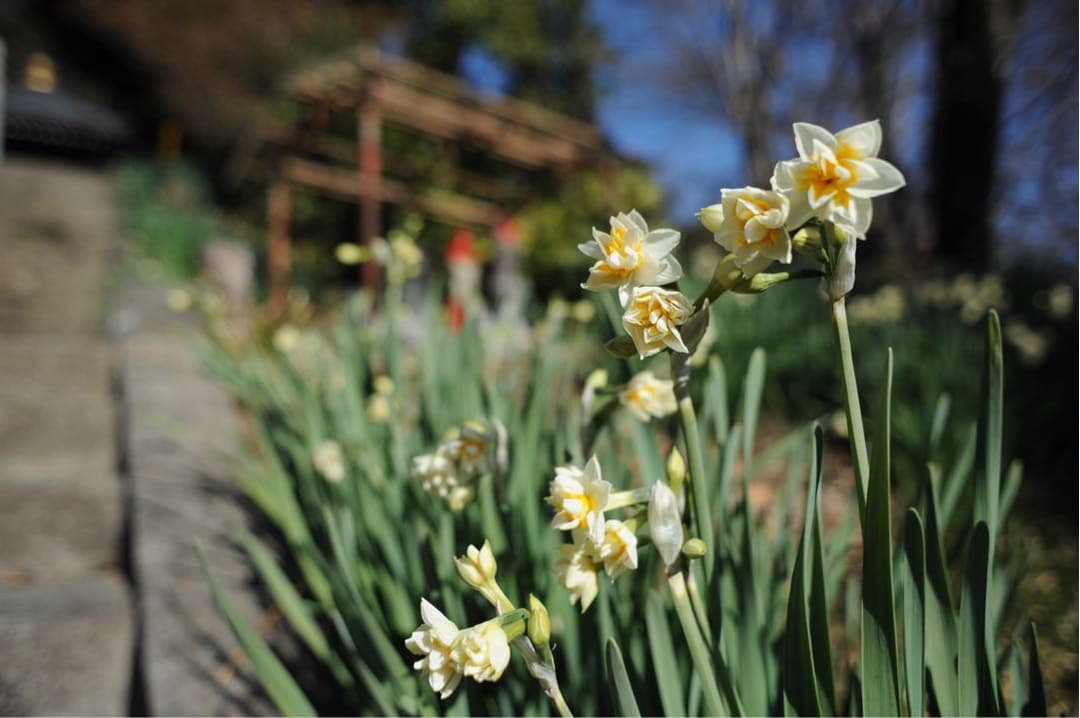 AI nikkor 24mm f2.8 オールドニコン　単焦点レンズ