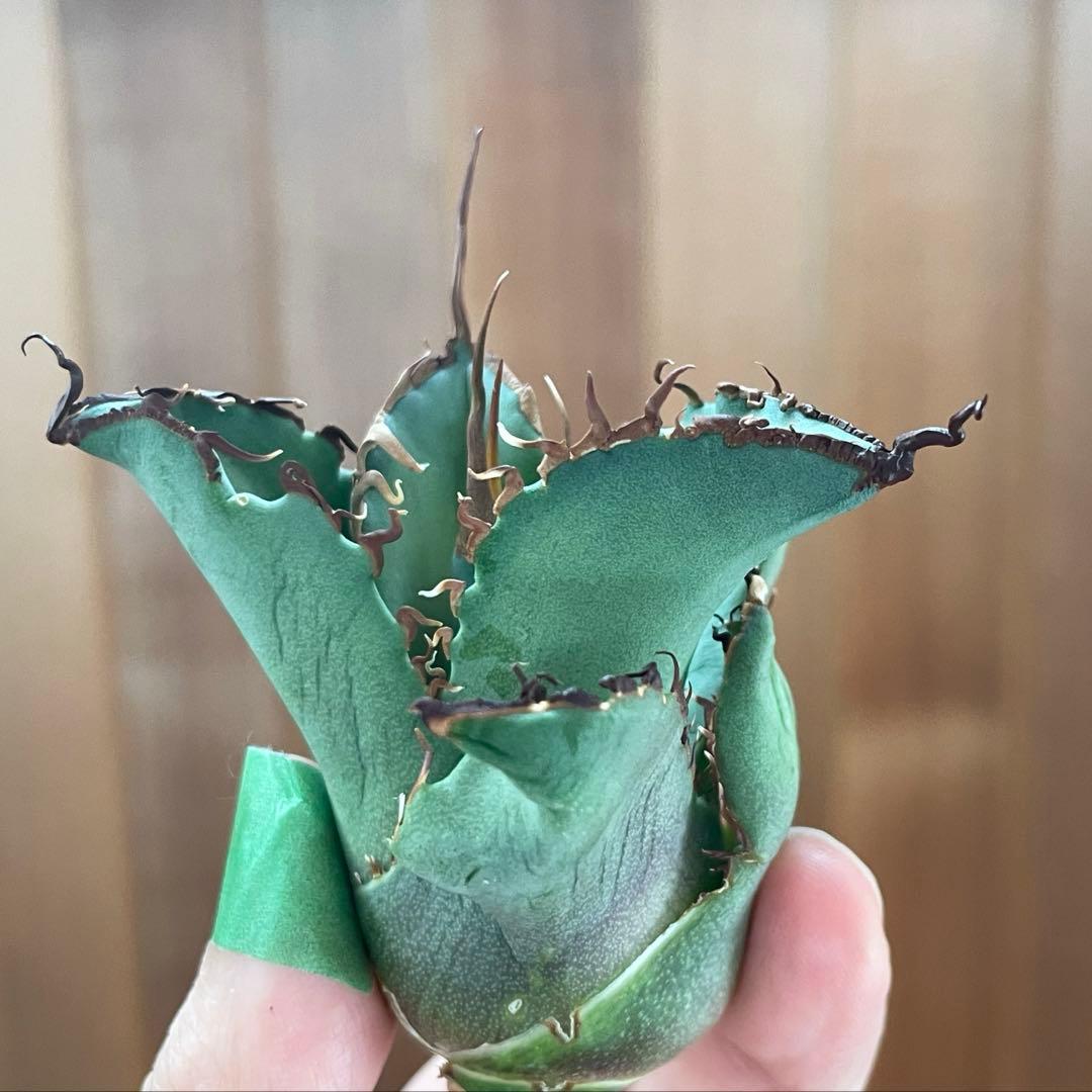 【REZA産】イラン株　選抜　アガベ　TARANTULA 特大