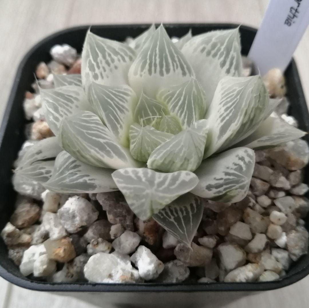 ハオルチア 白蛇伝（中苗　極上斑　小株２つ付き）