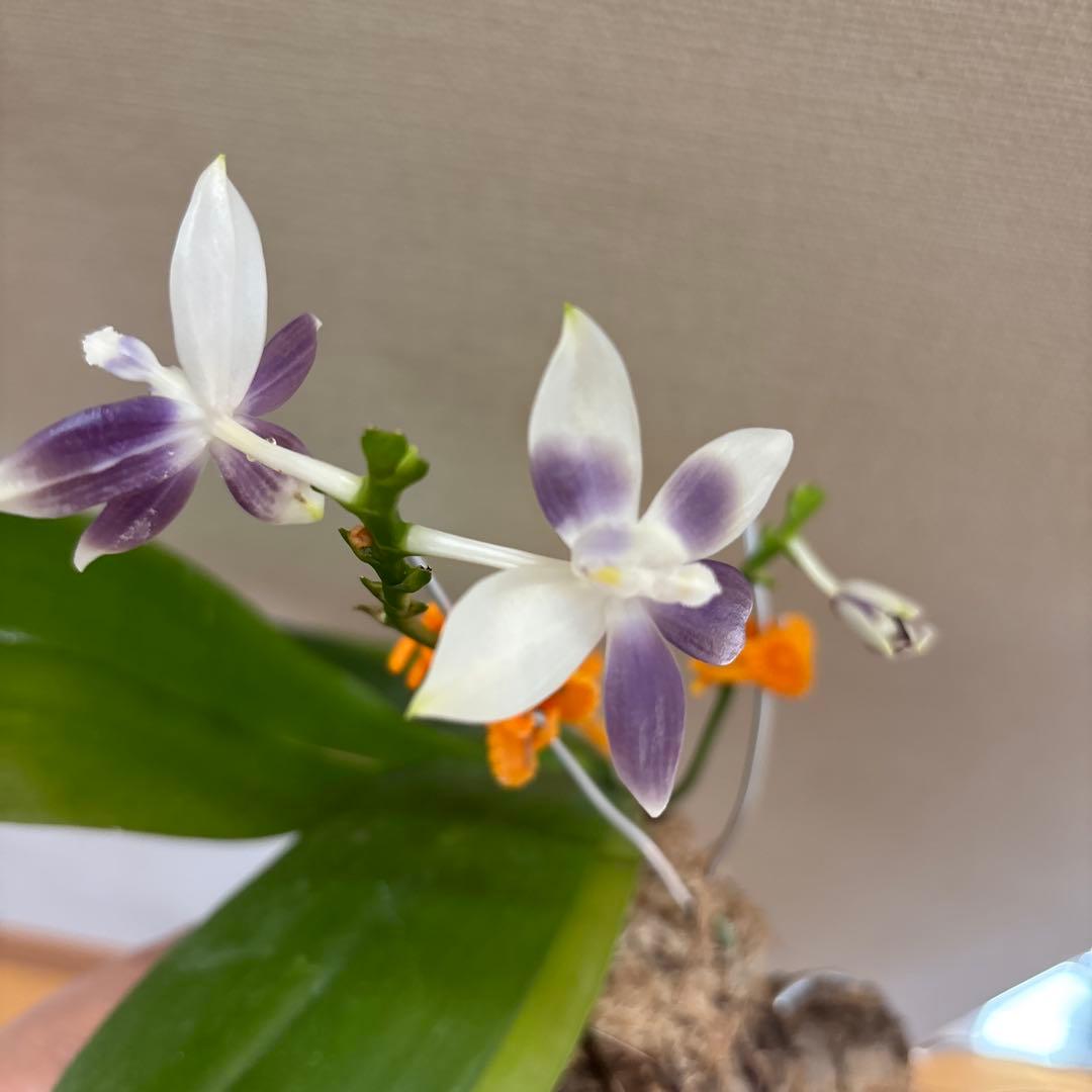 【開花優秀株=開花終了価格変更】胡蝶蘭原種　テトラピスコブラ’ウィルソン712’