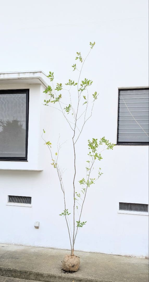 極上。特大。山採りアオダモ。