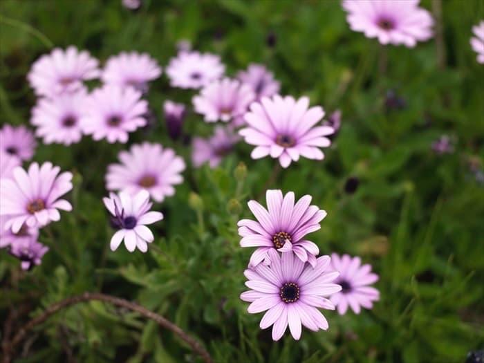 レンズ(単焦点) HASSELBLAD SUPER-EBC-FUJINON 80mm F2.8