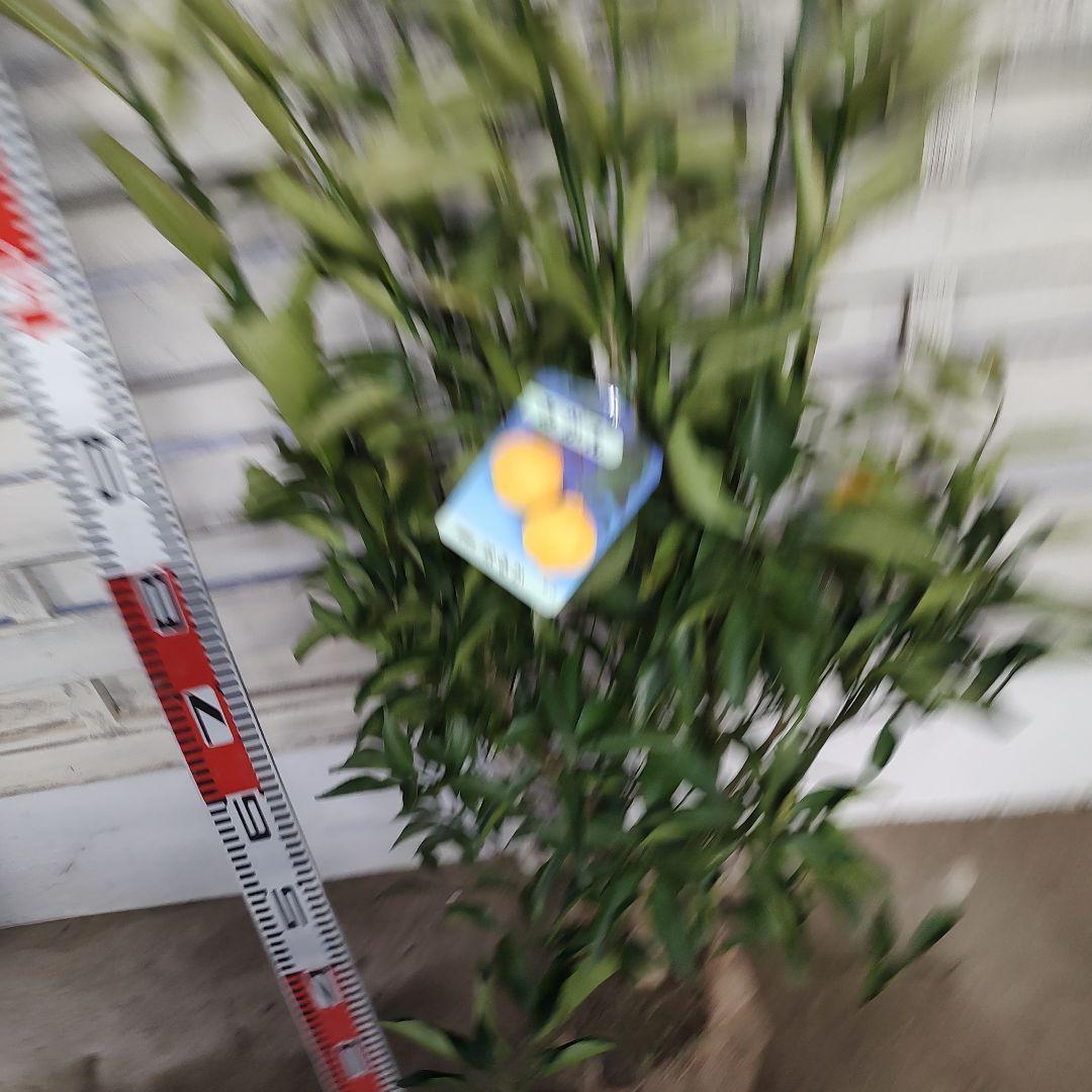 はるか 3年生 苗木 実つき！ 大苗