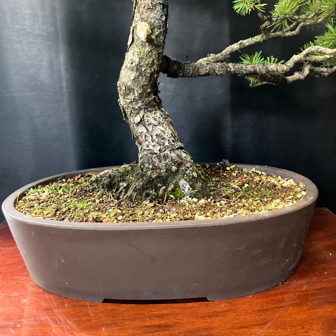 五葉松 盆栽