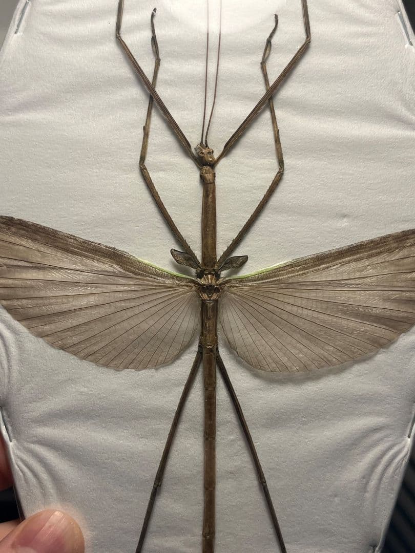 【状態最高】Tirachoidea bicepsナナフシ標本 コノハムシコロギス