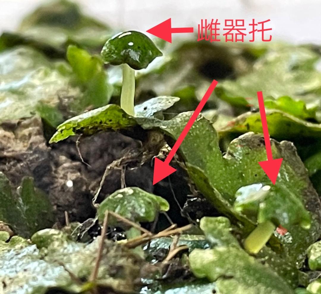 ジャゴケ(蛇苔)  　リクエスト用ページ　イモリウム　アクアリウム　観賞用天然苔