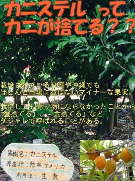 沖縄 宮古島産のカニステル 今年4月に種を植え6月に発芽/超元気いっぱい/2本