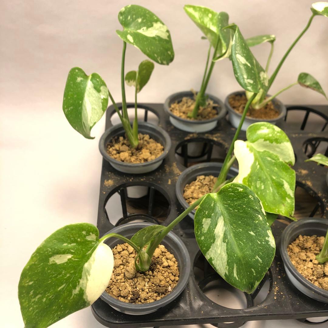 p*s様 10株セットms59【特別選抜】モンステラ・タイコンステレーション 斑