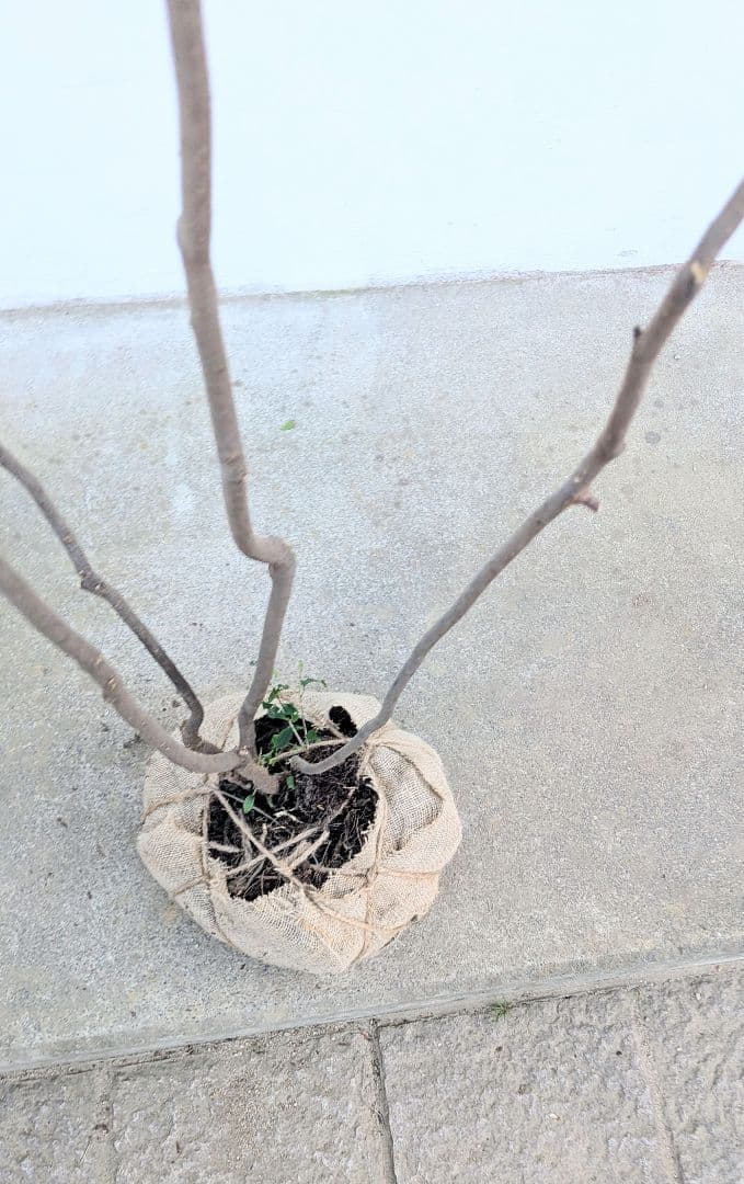 訳あり特価！山採りハイノキ。