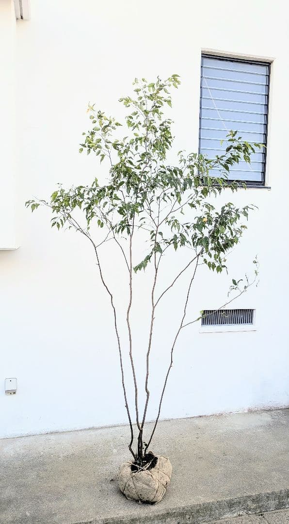 訳あり特価！山採りハイノキ。