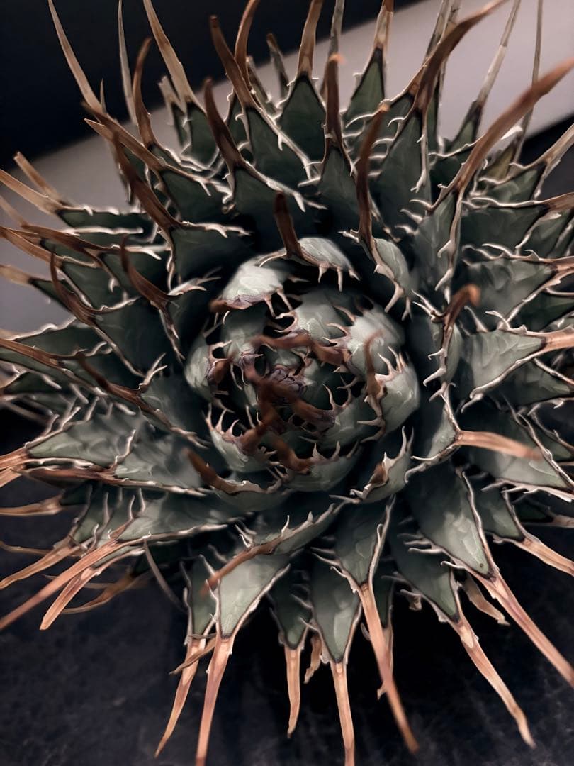 耐寒性アガベ エボリスピナ陽炎◇大株ドライガーデン多肉サボテン　チタノタ　ヤシ