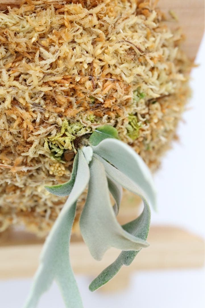 P. Gabriel ビカクシダ